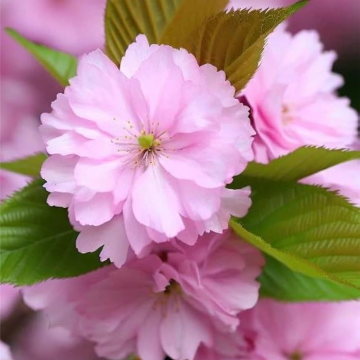 Prunus Serrula Tibetica  - Cherry Blossom Tree - 160cm