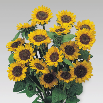 Sunflower Plant - Helianthus Sonja