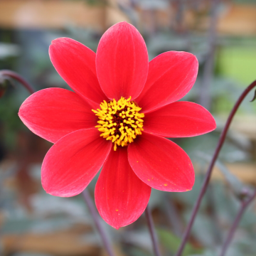 Dahlia Bishops Children
