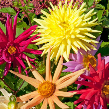 Dahlia Cactus Hybrids