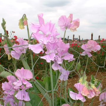 Sweet Pea Plant Spencer Ethel Grace