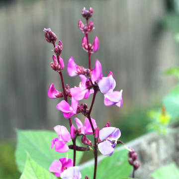 Hyacinth Bean - Dolichos Lablab - Climber