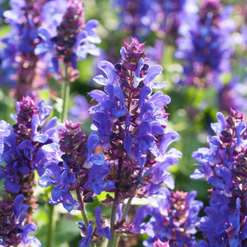 Salvia × sylvestris Blue Marvel