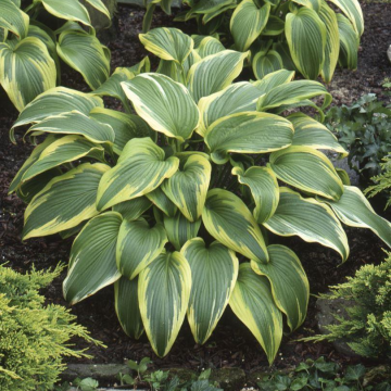 Hosta montana 'Aureomarginata'