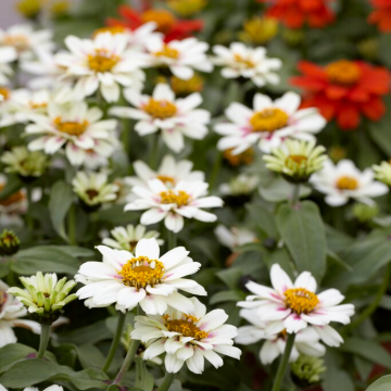 Zinnia Zahara  - Starlight Rose