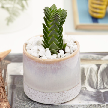 Crassula Buddha's Temple
