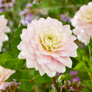 Dahlia - Decorative Small-flowered Silver Years