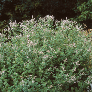 Mentha aquatica - Water Mint