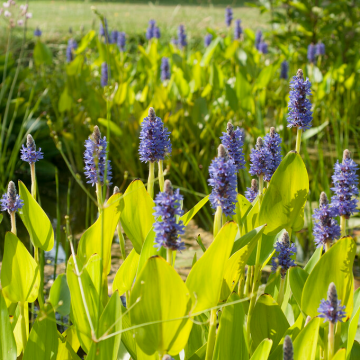 Pontederia cordata - Pickerel weed