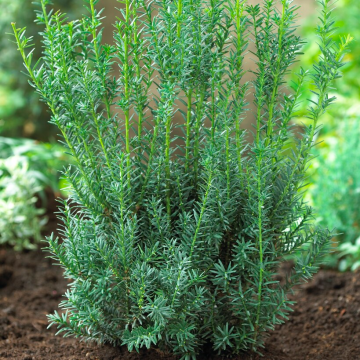 Taxus x media Hilli - circa 80-100cm