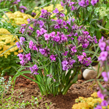 Tradescantia Brainstorm - Spider Lily in Bud & Bloom