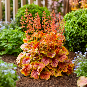 Heuchera Eternal Flame