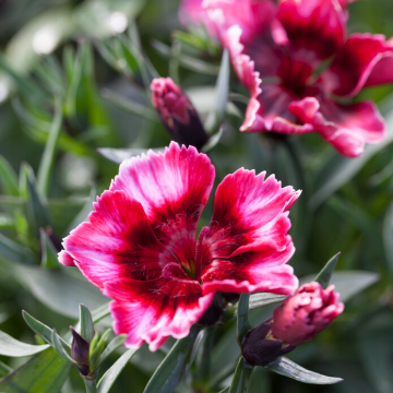 Dianthus Raspberry Parfait - In Bud & Bloom