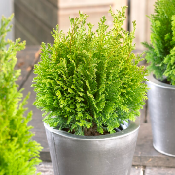 Chamaecyparis lawsoniana Ellwood's Empire