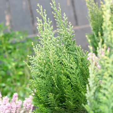 Chamaecyparis lawsoniana White Spot