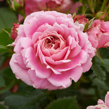 Rose Palace Tabor- Patio Shrub Rose