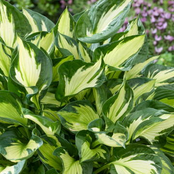 Hosta 'Colored Hulk'