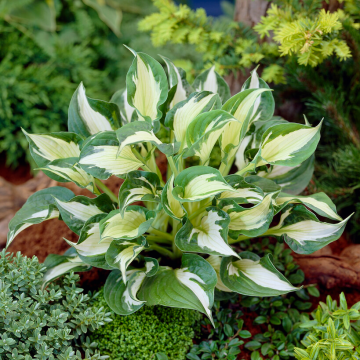 Hosta 'Whirlwind'