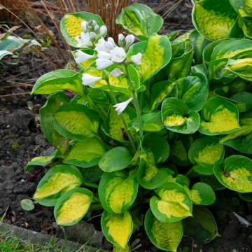 Hosta Sunset Grooves