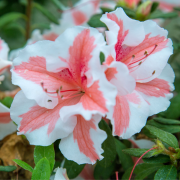 Azalea Rhododendron Encore 'Starburst'