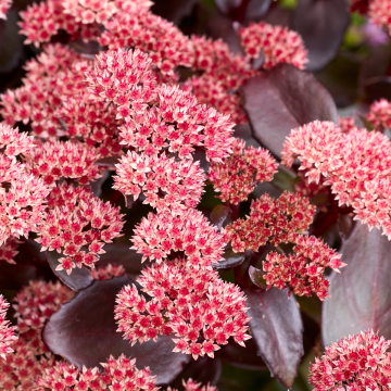 Sedum Black Knight - In Bud & Bloom