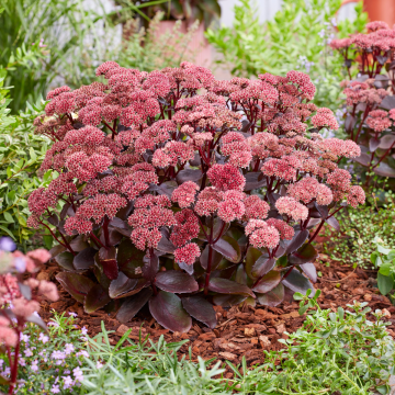 Sedum Black Knight