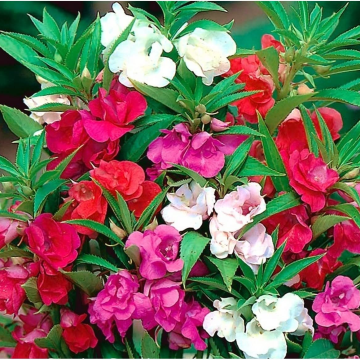 Impatiens balsamina - Double Flowered