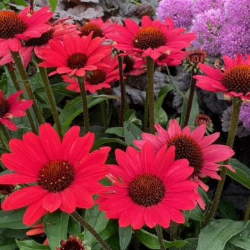 Echinacea Sun Seekers Scarlet - Cone Flower