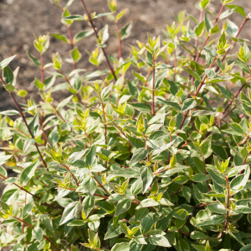 Abelia grandiflora Lucky Lots