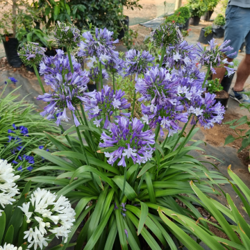 Agapanthus 'Midnight Moon'- Lily of the Nile - XL Plant - In Bud & Bloom