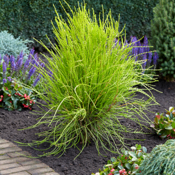 Platycladus orientalis 'Franky Boy' - Oriental thuja