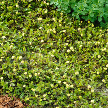 Leptinella Moss