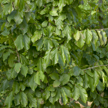 Parrotia persica 'Vanessa' - Persian Ironwood