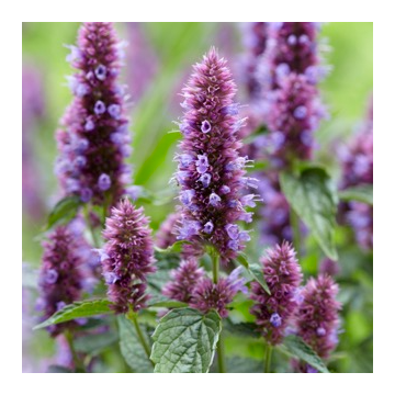 Agastache 'Beelicious Purple'