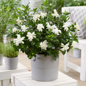 Gardenia jasminoides 'Double Diamonds' - Dwarf Double Gardenia