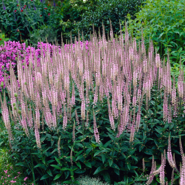 Veronica spicata Pink Damask - Speedwell