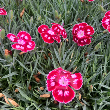Dianthus Morello Star