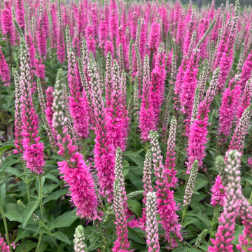 Veronica spicata Pink Damask - Speedwell