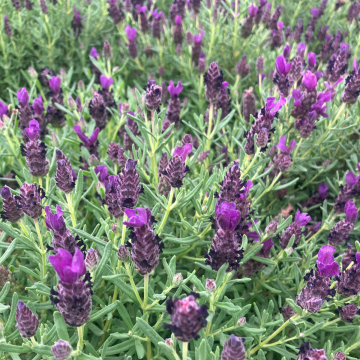 French Lavender in Bud & Bloom - Lavender stoechas Anouk - Midnight Purple Lavendula