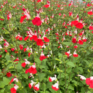Salvia × jamensis 'Hot Lips'