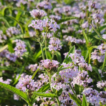 Verbena rigida 'Polaris Sky Blue'