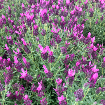 Lavandula Mulberry Ruffles - French Lavender stoechas
