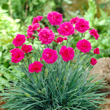 Dianthus 'Devon Wizard'