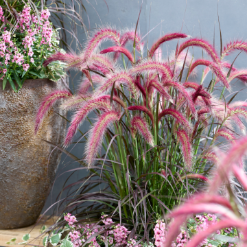 Pennisetum Tiny Tails - Dwarf Purple Fountain Grass