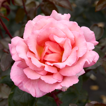 Rose 'Compassion' - Climbing Rose