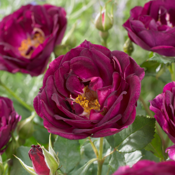 Rose 'Royal Celebration' - Floribunda Rose