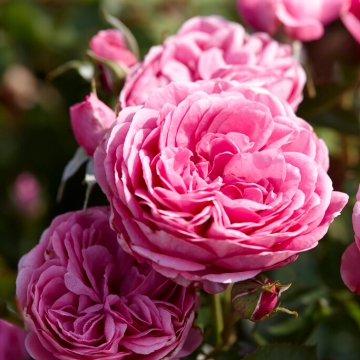 Rose 'Lea' - Climbing Rose
