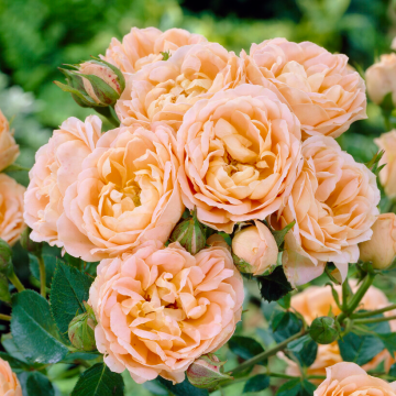 Rose 'Sweet Dreams' - Patio Rose 