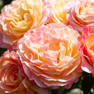 Rose 'Gorgeous' - Floribunda Rose