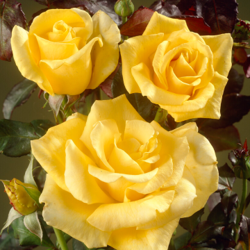 Rose 'Freedom' - Hybrid Tea Rose
